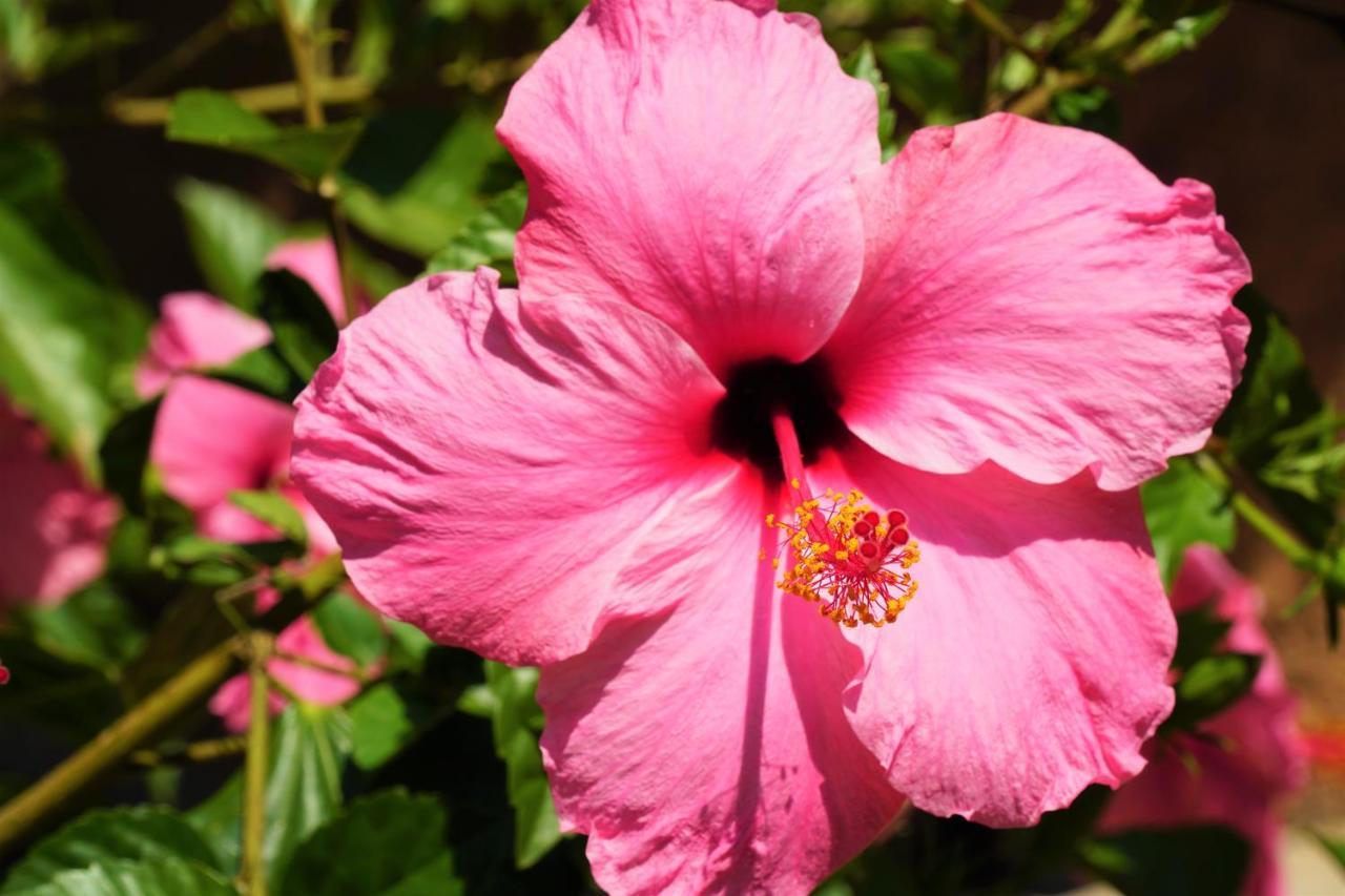 Agroturismo Finca Sa Tanca Cala D´Or 外观 照片